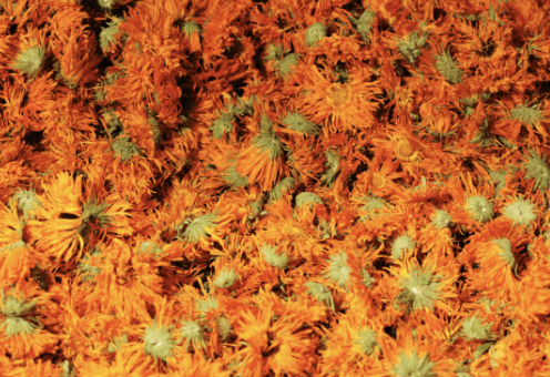 calendula cheval